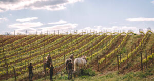 PenedesRutaVino.3.4_crm_s