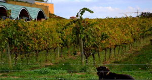 PenedesRutaVino.3_crm_s