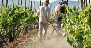 PenedesRutaVino.4.2_crm_s