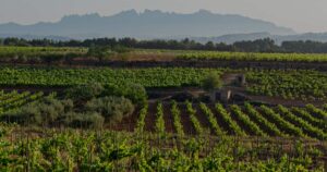 PenedesRutaVino.4.3_crm_s