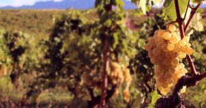 PenedesRutaVino.4.4_crm_s