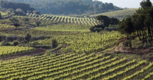 PenedesRutaVino.4_crm_s