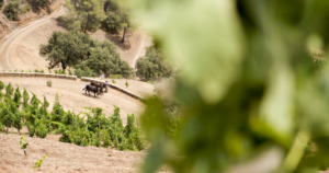 PrioratRutaVino.3.6_crm_s