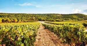 RiberadelDuero.2.5_crm_s